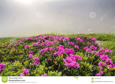 Lit By Sun Lavishly Blooming On Grassy Mountain Meadow Dense