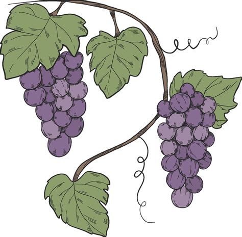 Grapes Vine Clipart