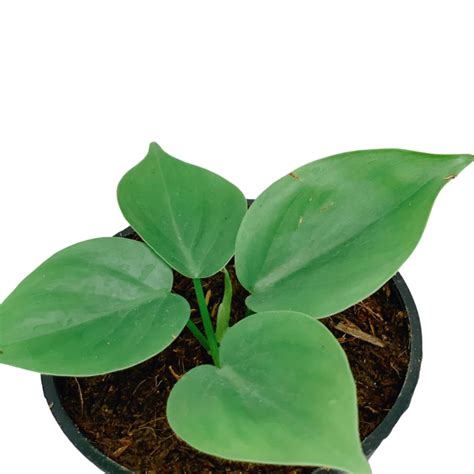 Heartleaf Philodendron Unbeleafable