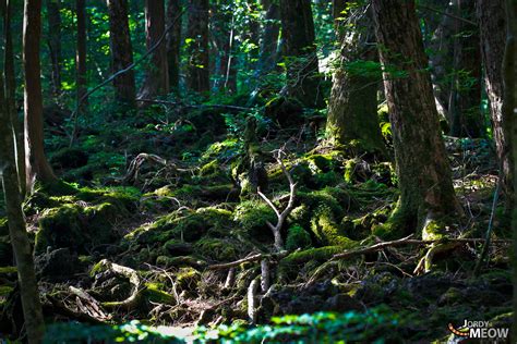 Japans Suicide Forest Aokigahara Offbeat Japan