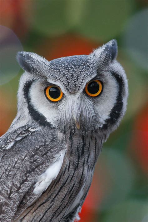 Holiday Owl Owl Owl Bird Beautiful Birds