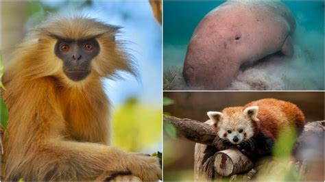 Photos 7 Exotic And Rare Animal Species You Didnt Know Existed In