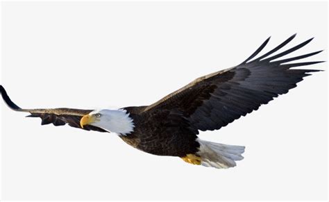 Clipart Eagles Soaring 20 Free Cliparts Download Images On Clipground