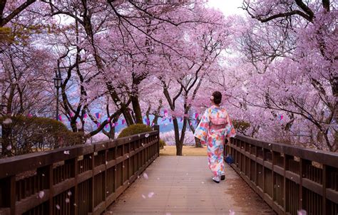 Japan Sakura Wallpaper 4k Pc Sin Imagesee