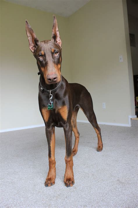 6 Months Old High Quality Doberman Pinschers Dog Puppy For Sale Or