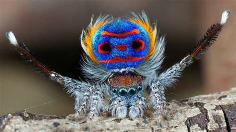 descubren 7 nuevas especies de las arañas más bonitas del mundo diario ecologia