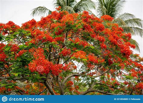 Photo Of A Royal Poinciana Tree In Bloom Stock Image Image Of