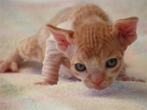 Devon Rex Sphynx For Sale For Sale Adoption From Toowoomba Queensland