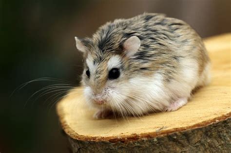 Pin By Elizabeth Schillereff On Hamsters Dwarf Hamster Cute Hamsters