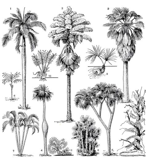 Uncovering the Anatomy of a Palm Tree: A Diagram Exploration