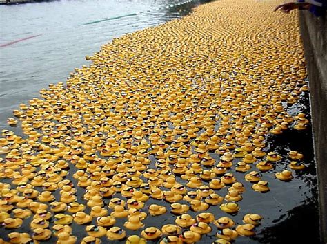 Thousands Of Rubber Duckies - Birds Wallpaper