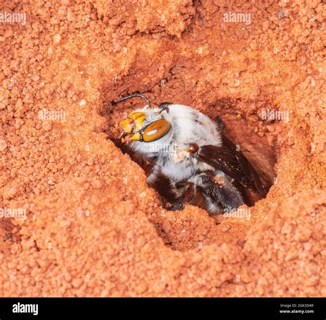 Native Bees To Wa Hi Res Stock Photography And Images Alamy