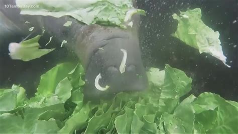 Florida Manatee Feeding Program Gives Endangered Mammals Lettuce