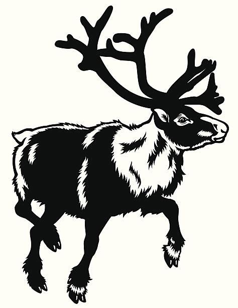 Caribou Alaska Illustrations Royalty Free Vector Graphics