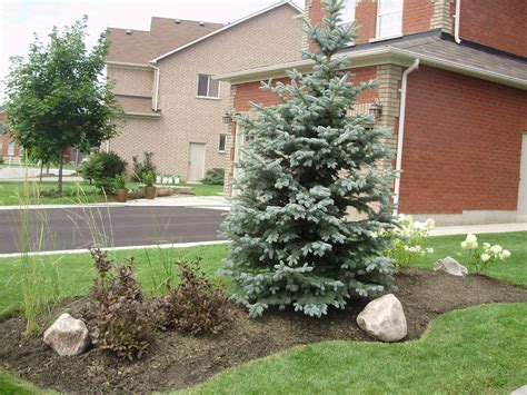Baby Blue Eyes Blue Spruce Nice And Compact Water Saving Landscape
