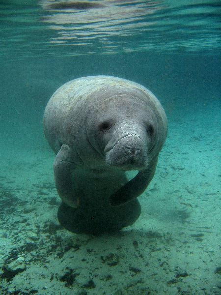 Manatee Species Animal Facts And Information