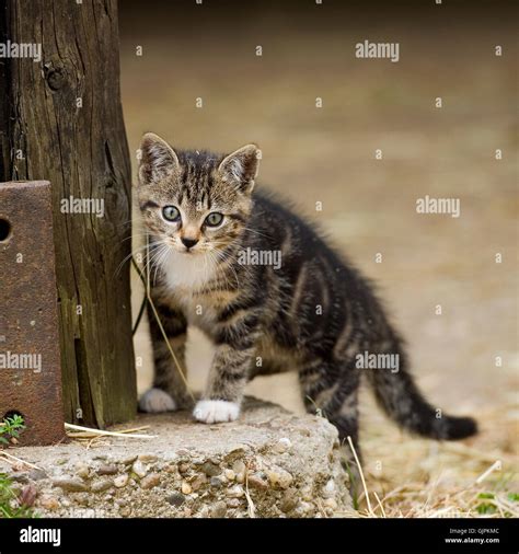 Tabby Kitten On A Farm Stock Photo Alamy