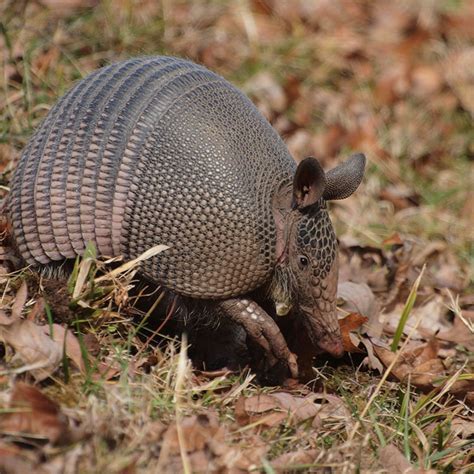 Wildlife Management Pros Animal Control Armadillos How To Trap