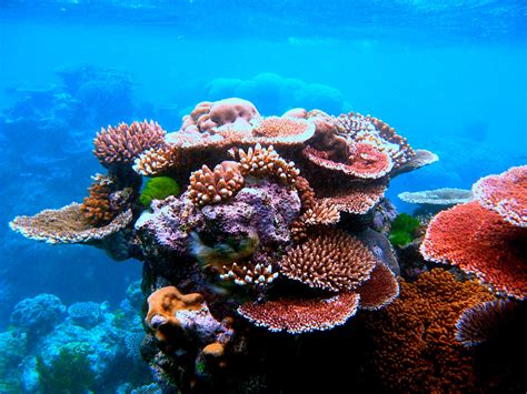 Great Barrier Reef Marine Park Created Australias Defining Moments
