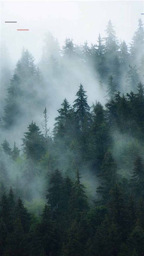 Fog Forest Phone Wallpapers Wallpaper Cave