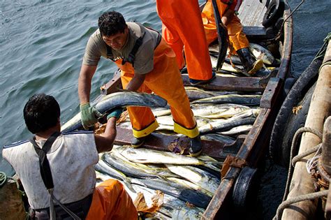 La Pesca Sostenible Y Sus Ventajas Industria Pesquera