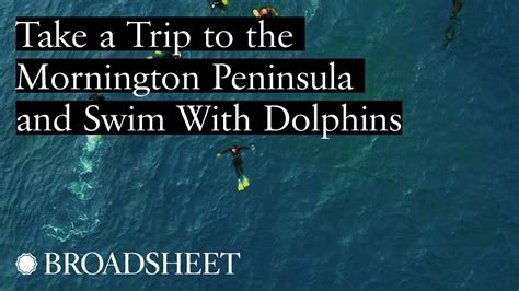 Take A Trip To Victorias Mornington Peninsula To Swim With Dolphins