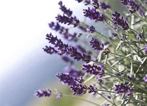 How To Grow Lavender Like The French The Garden Glove