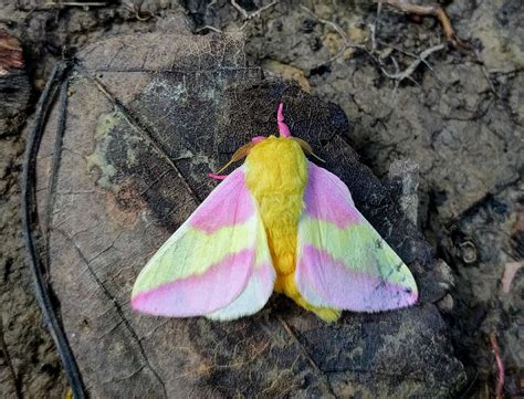 Rosy Maple Moth Aka Rainbow Sherbet Moth Cute Pic