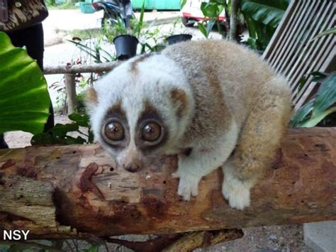 23 Best Strepsirrhini Primate Suborder Lemurs Lorises Pottos
