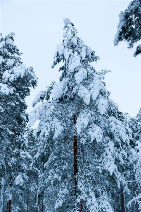 Snow Covered Pine Tree Forest In Nature During Snow Storm Stock Photo