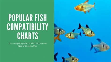 Popular Freshwater Fish Compatibility Chart A Complete List