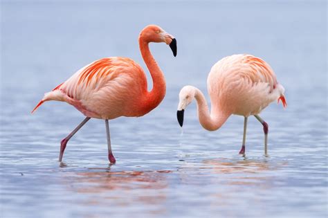 Know What Flamingos Eat Youll Be Amazed To Find Out