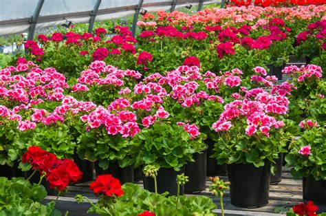 Geranium Care For In Ground Or Outdoor Containers Bob Vila