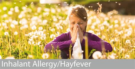Inhalant Allergyhayfever Allergy Doctor Dr David Orton