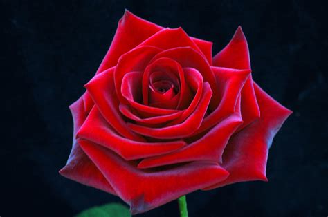 A Rose Is A Rose Roses Photo 20581045 Fanpop