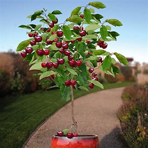 Our Recommended Top 10 Best Dwarf Fruit Trees For Southern California