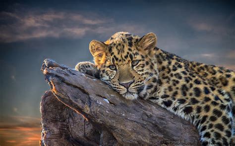 Leopard Cat Hd Wallpapers
