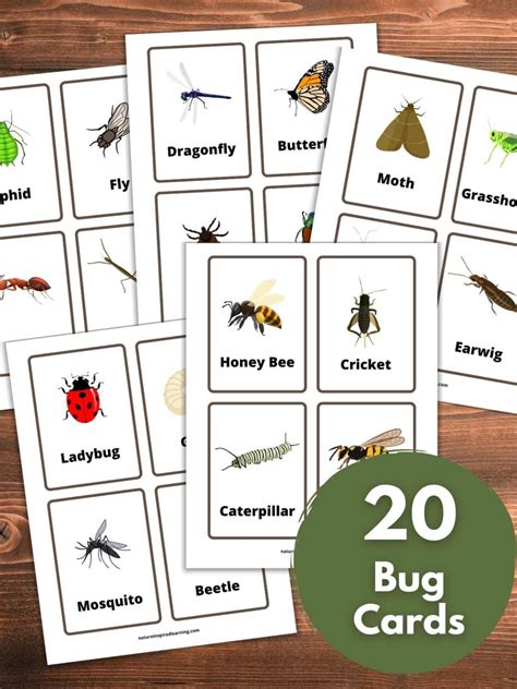 The Best Insect Flashcards Nature Inspired Learning