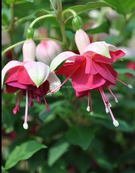 Hawaiian Sunset Fuchsia It Flowers Very Quickly Before The Stems Are Very Long Fuchsia
