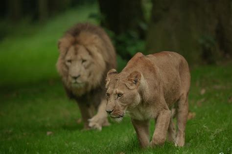 New Years Day Visitors Left Horrified As Lioness Killed By Lion At