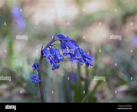 Native English Bluebells In Shady Sussex Woodland Stock Photo Alamy
