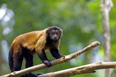 Monkeys Of The Amazon Rainforest South American Vacations