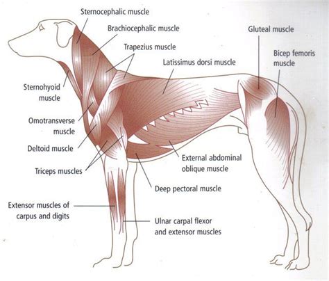 Understanding The Canine Body Muscle Anatomy Dog Anatomy Animal