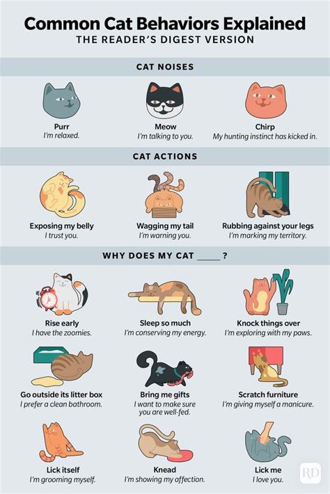 Cat Behavior 17 Common Cat Behaviors Explained
