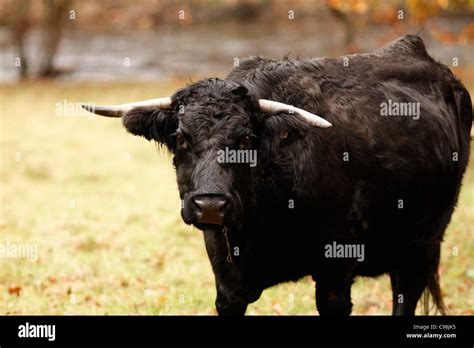 Welsh Black Cattle Rare Breed Stock Photo Alamy
