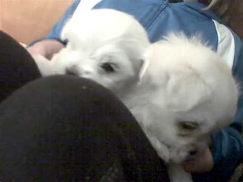 We are at 16 weeks and our puppy is still a voracious biter ,and she's a larger breed. AKC Maltese puppies 5-weeks old - YouTube