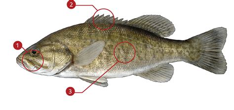 SMALLMOUTH BASS