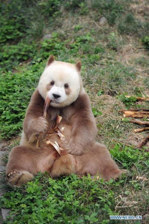 Un Rare Panda Géant Brun Et Blanc Vu à Xian