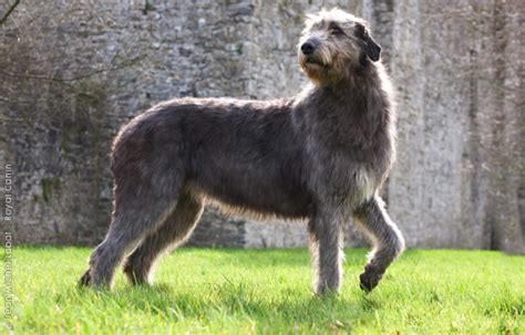 Irish Wolfhound Dog Breed Information And Photos