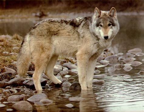 Wolf The Biggest Animals Kingdom